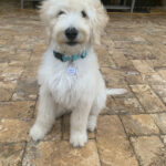 Ellie, goldendoodle