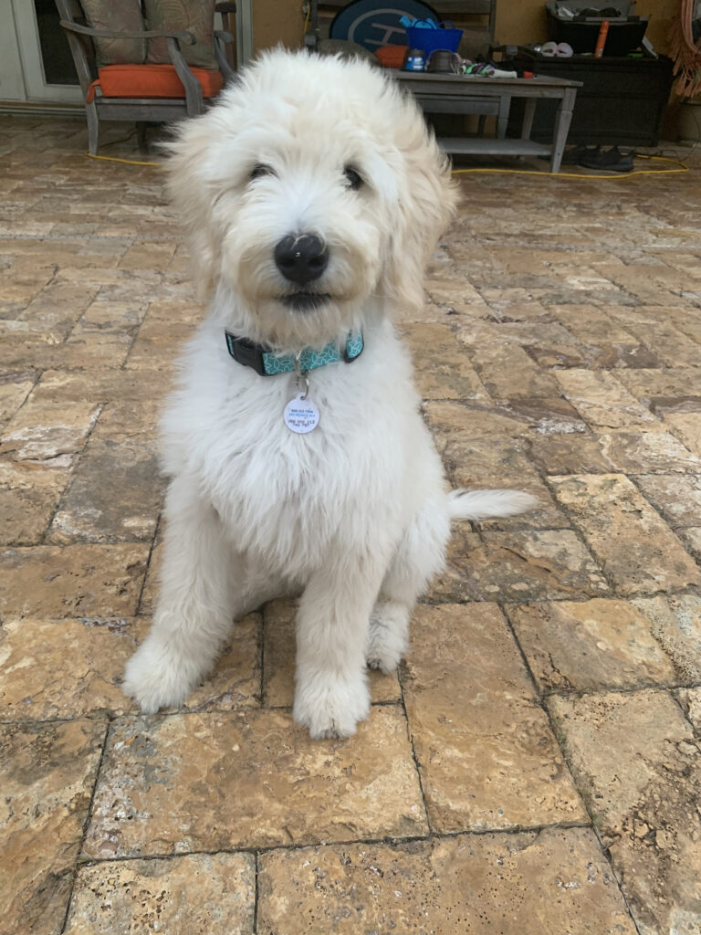 Ellie, goldendoodle