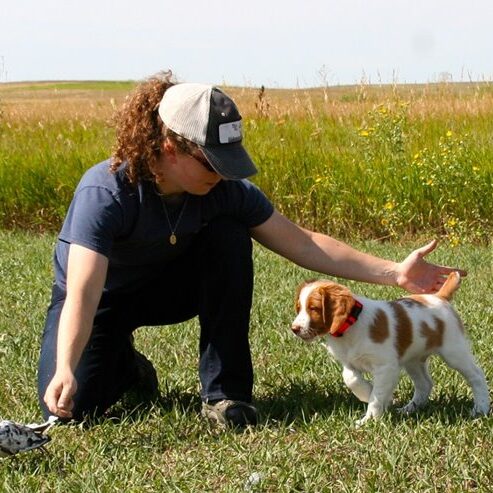 puppy obedience training