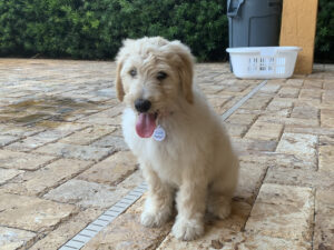 Ellie, goldendoodle