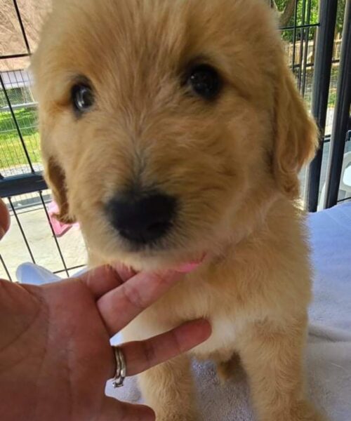 goldendoodle Emi