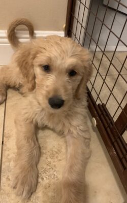 tux trained goldendoodle