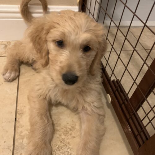 tux trained goldendoodle