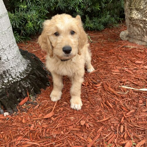 tux trained goldendoodle