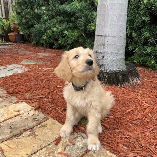 tux trained goldendoodle