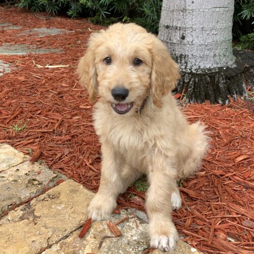 tux trained goldendoodle