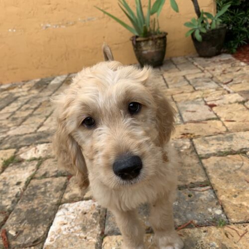 tux trained goldendoodle