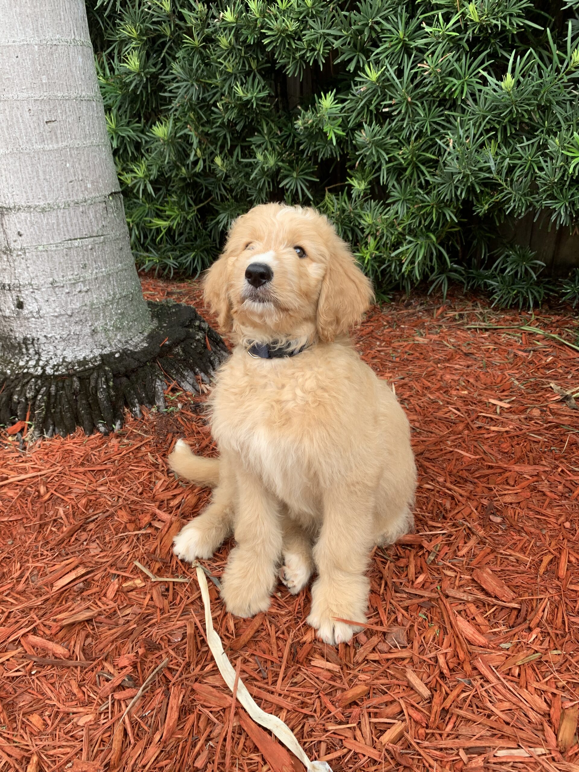 goldendoodle Emi