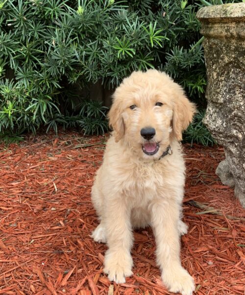 goldendoodle Emi