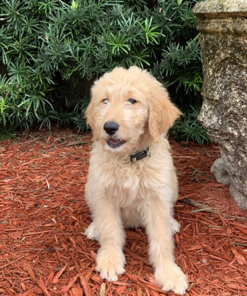 goldendoodle Emi