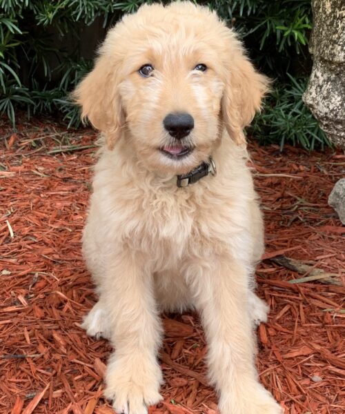 goldendoodle Emi