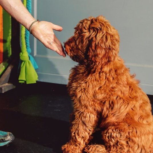 dog obdience training