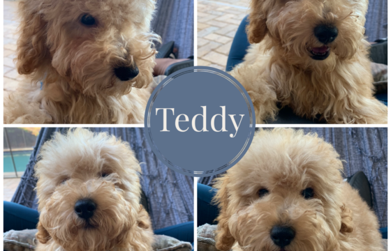 Teddy – Adopted