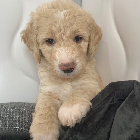 mini goldendoodle