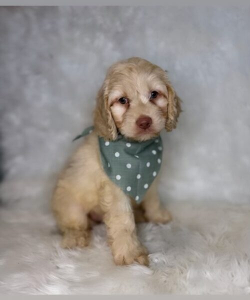 Medium cockapoo male