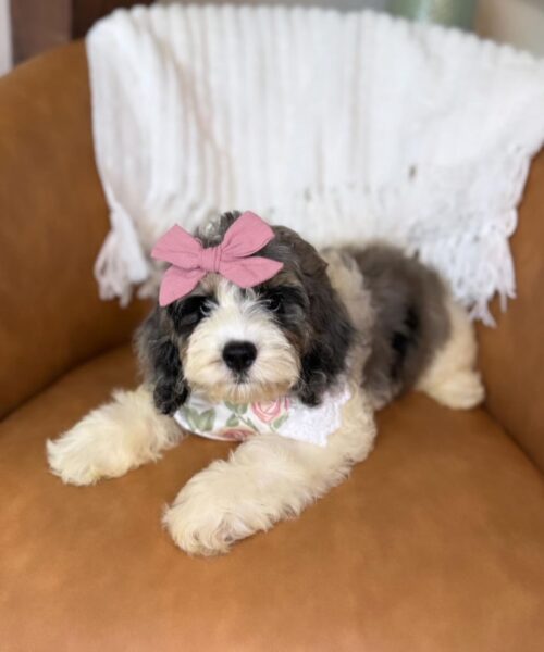 Mini Cockapoo