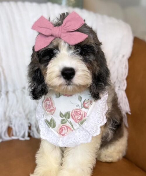 Mini Cockapoo