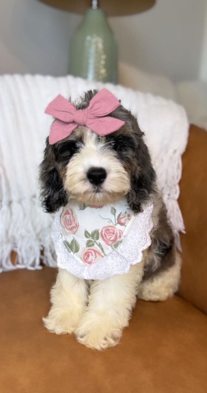 Mini Cockapoo