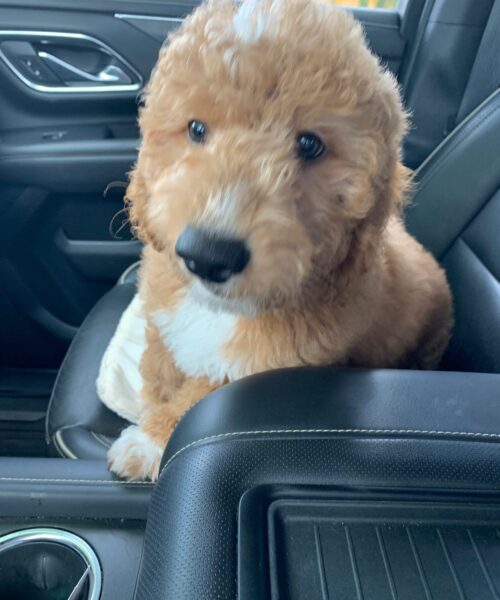 MINI GOLDENDOODLE