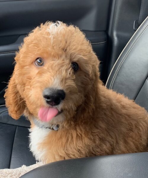 MINI GOLDENDOODLE