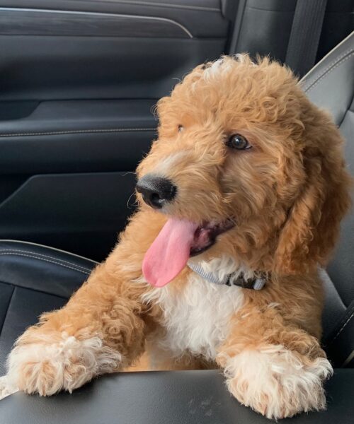 MINI GOLDENDOODLE