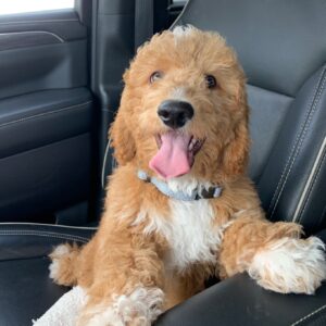 MINI GOLDENDOODLE