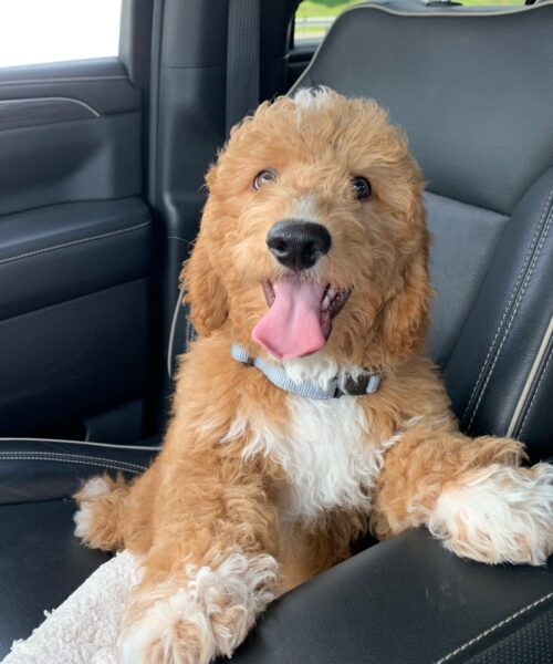 MINI GOLDENDOODLE