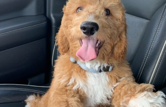 Rex: Trained  Mini-Goldendoodle