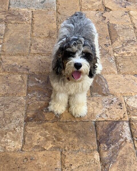 Mini female cockapoo