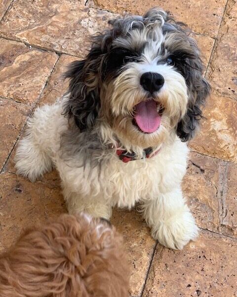 Mini female cockapoo