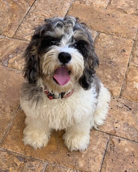 Mini female cockapoo