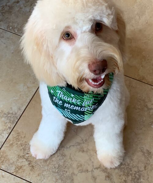 trained medium size cockapoo