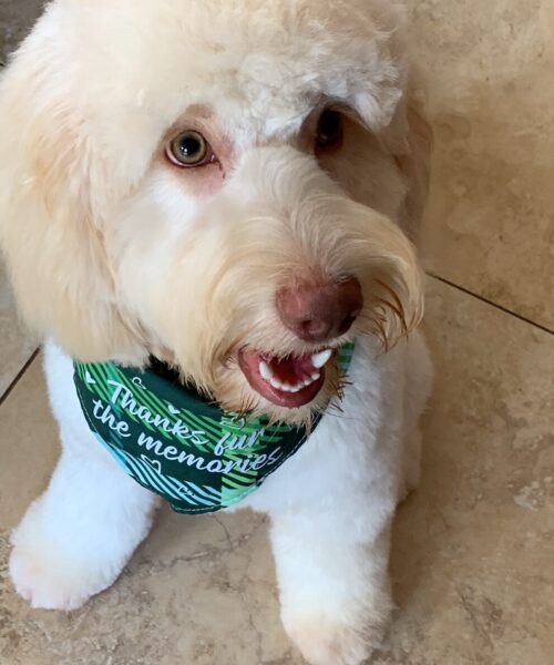 trained medium size cockapoo