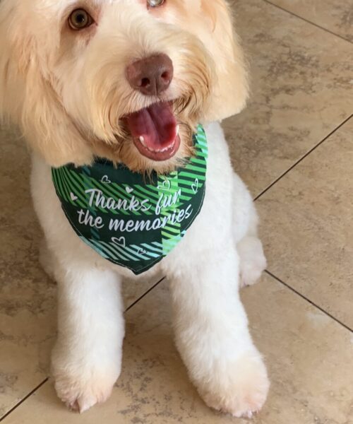 trained medium size cockapoo