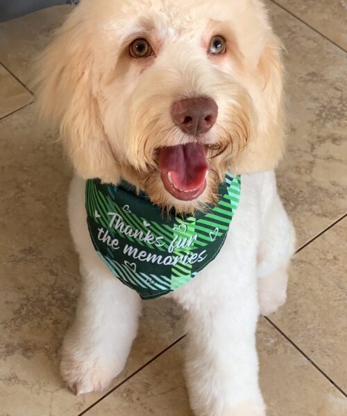 trained medium size cockapoo