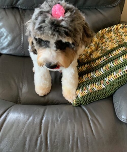 Mini female cockapoo