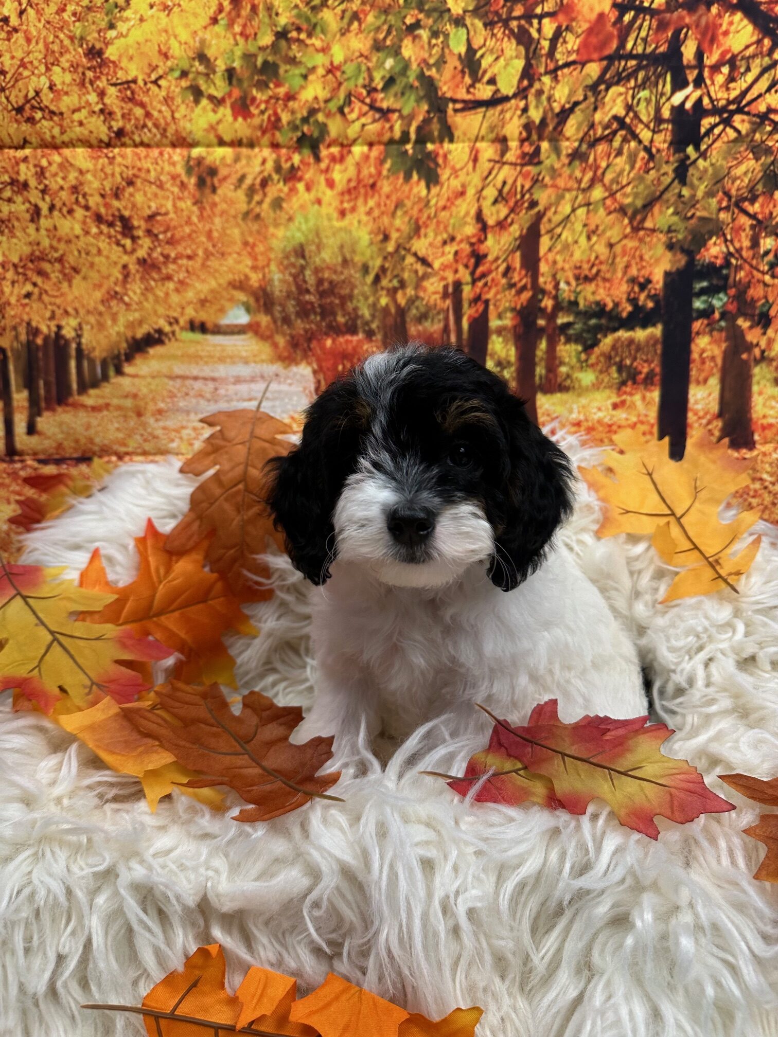 mini goldendoodle