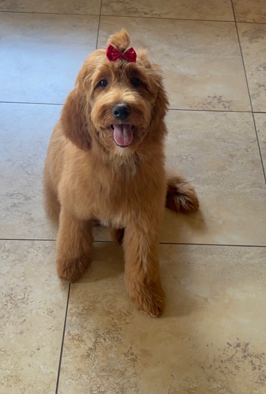 Sparky, mini goldenddoodle for sale